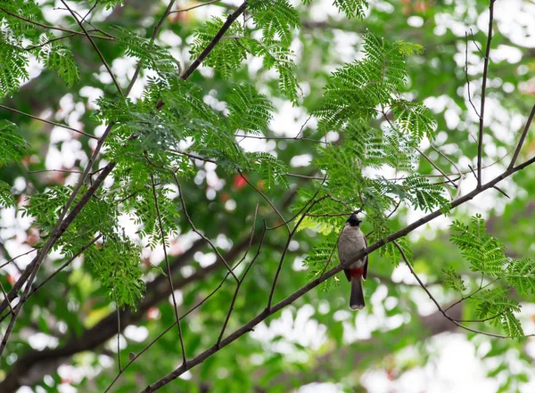 Птицы ловят на деревьях, звуки природы, Буйбуи . — стоковое фото