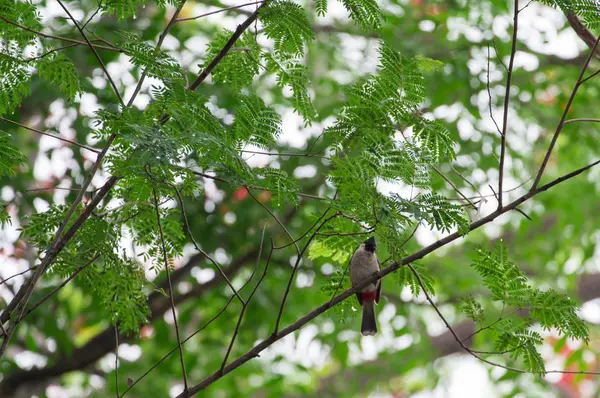 Pássaros pegam em árvores, sons da natureza, Buibui . — Fotografia de Stock