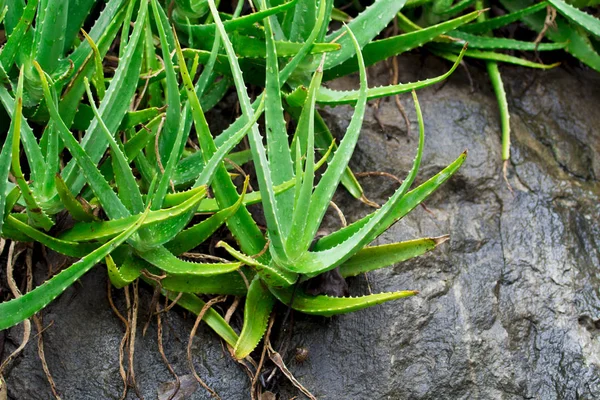 Aloë Vera in Thailand, natuurlijke kruiden — Stockfoto