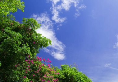 Bir ağaç arka plan için mavi gökyüzü ile görüntü mutlu tatil.