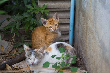 Kedi bush ile kamerayı görüyor, göz teması, Sevimli, yakın