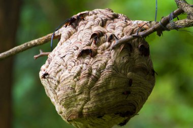Tayland, Hornet, tehlikeli kuru dalları ile Asya kağıt wasp 