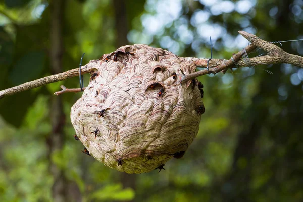 Tayland, Hornet, tehlikeli kuru dalları ile Asya kağıt wasp — Stok fotoğraf