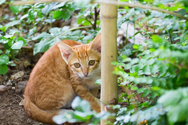 Cat see camera with bush, close up, eye contact, cute