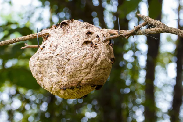 Asiatische Papierwespe mit trockenen Ästen in Thailand, Hornisse, gefährlich — Stockfoto