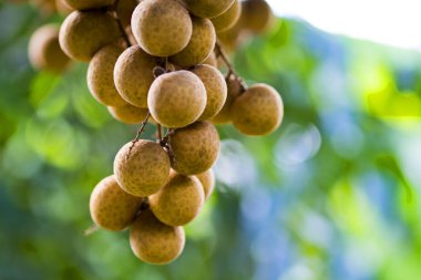 Longan sepeti, Tay meyve, ihracat Tayland