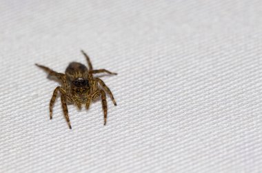 Örümcek yakın çekim, Marco böcek atlama görüntü