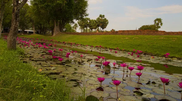 Krásný Růžový lotos v Sukhothai historický Park, Thajsko, Tra — Stock fotografie