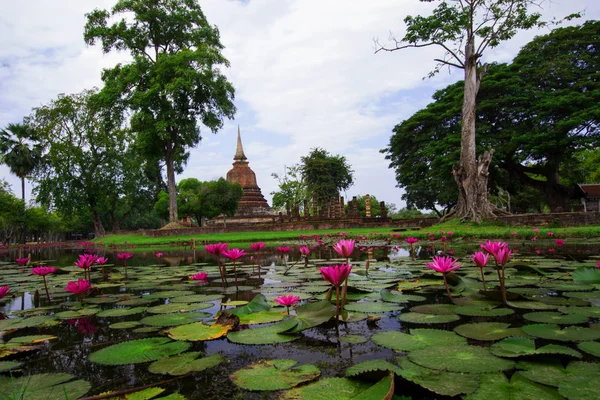 Gyönyörű Pink Lotus Sukhothai történeti Park, Thaiföld, Tra-ben — Stock Fotó