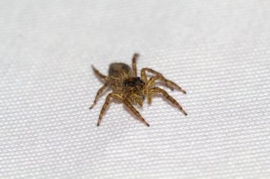 Örümcek yakın çekim, Marco böcek atlama görüntü