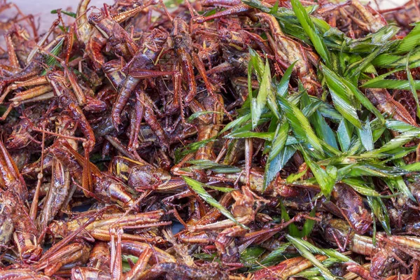 Gebratene Insekten, thailändische, thailändische Lebensmittel — Stockfoto