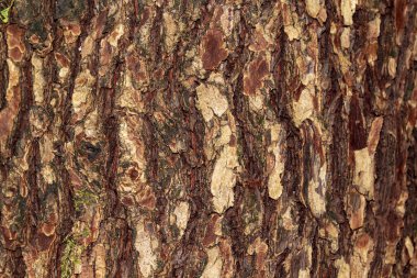 kabuk dokusu ahşap doku metin için arka plan yer için