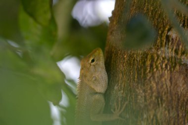 Bukalemun ağaç Tayland ile