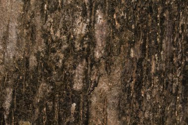 kabuk dokusu ahşap doku metin için arka plan yer için