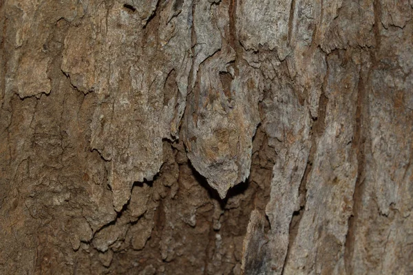 Corteccia texture Struttura in legno per lo spazio di sfondo per il testo — Foto Stock