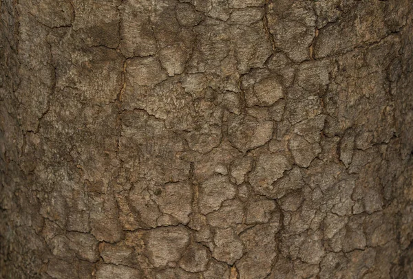 Corteccia texture Struttura in legno per lo spazio di sfondo per il testo — Foto Stock