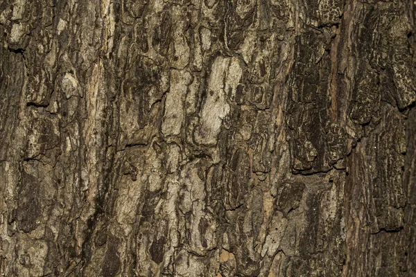 Bark texture Wood texture for background space for text — Stock Photo, Image