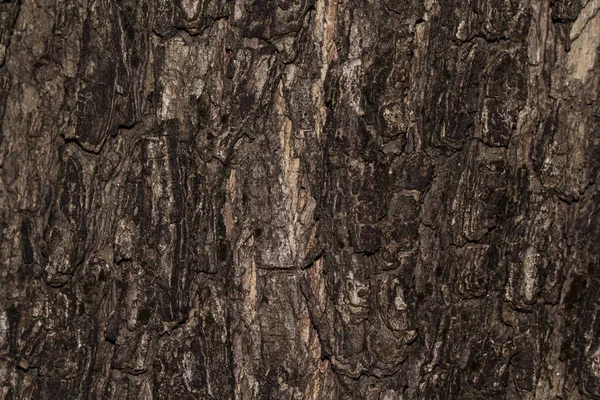 Textura da casca Textura de madeira para espaço de fundo para texto — Fotografia de Stock