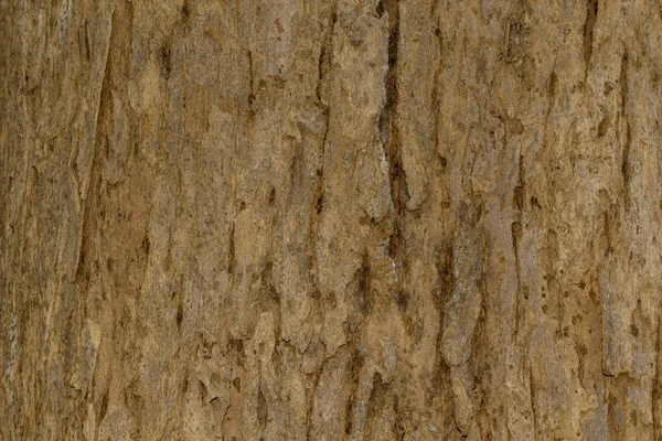 Corteccia texture Struttura in legno per lo spazio di sfondo per il testo — Foto Stock