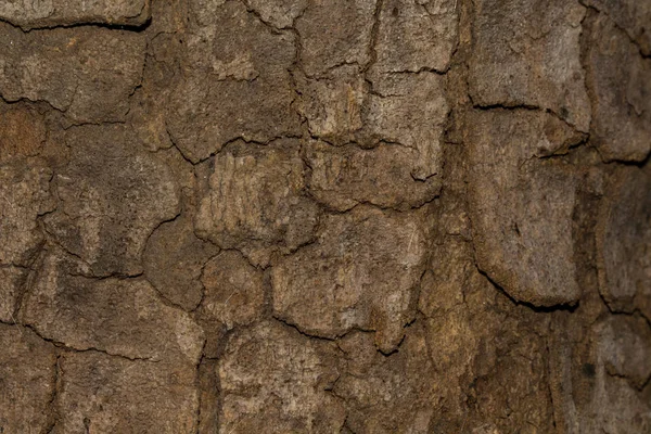 Corteccia texture Struttura in legno per lo spazio di sfondo per il testo — Foto Stock