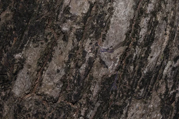 Corteccia texture Struttura in legno per lo spazio di sfondo per il testo — Foto Stock