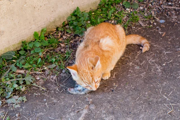 Cat eats mouse — Stock Photo, Image