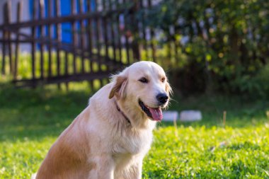Köpek Golden Retriever çimenlerin üzerinde oturan