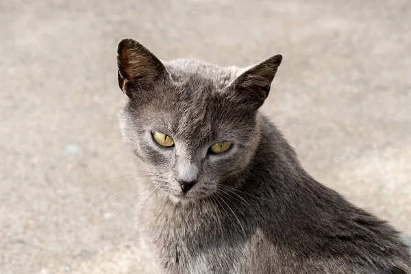 灰色灰色の猫猫の肖像画 — ストック写真