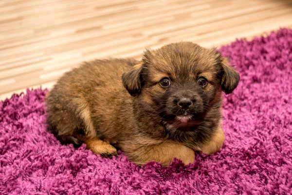 Lindo pekinés cachorro acostarse en rojo alfombra —  Fotos de Stock