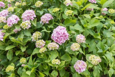 Hydrangea macrophylla, pembe HORTENSIA bush