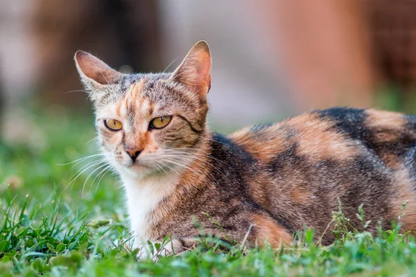 猫草と先読みで横になっています。 — ストック写真