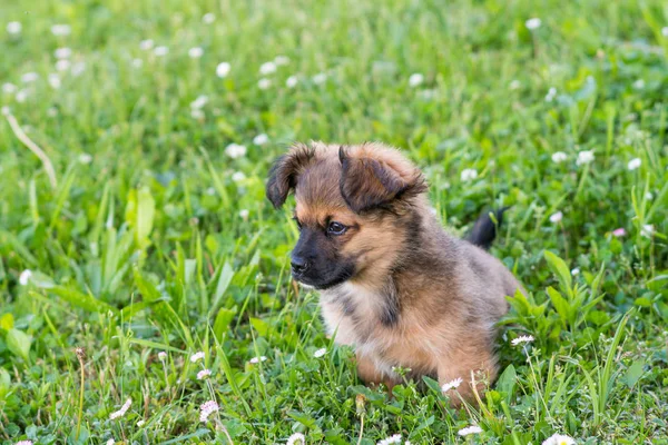 Yeşil çimenlerin üzerinde oturan köpek yavrusu