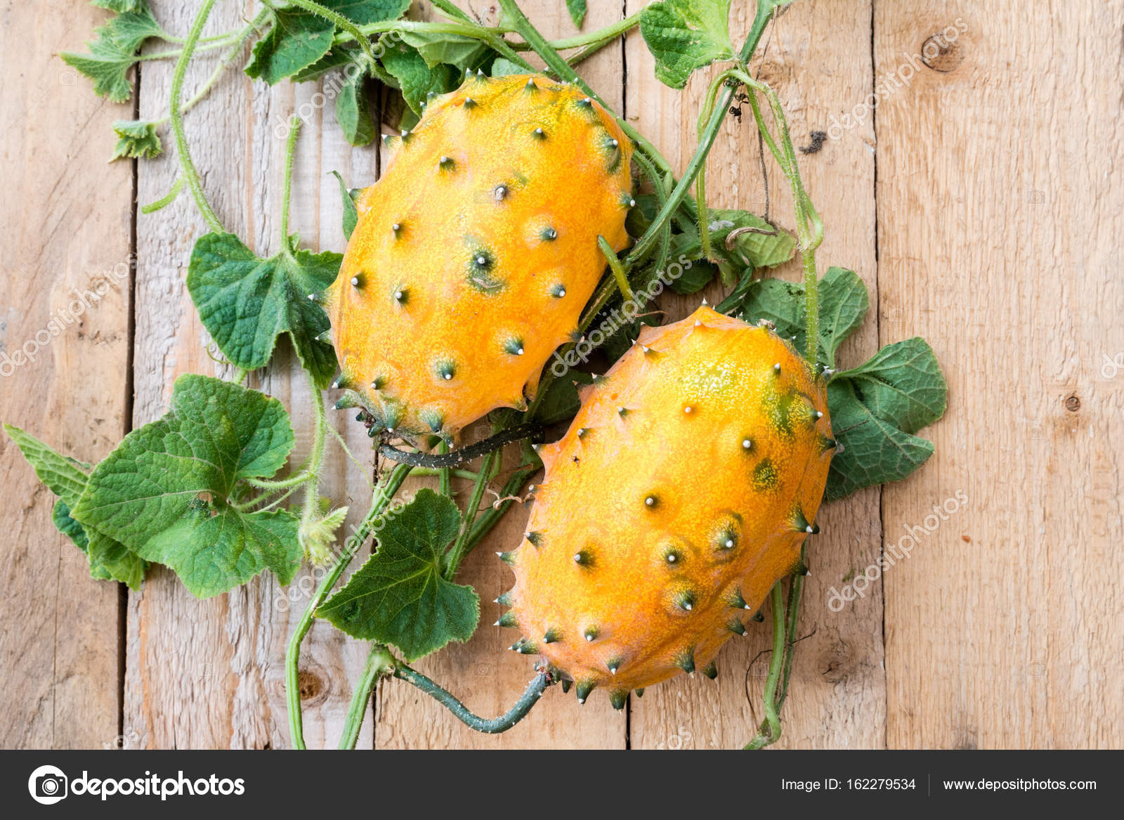 Horned melon, vine with two fresh ripe kiwano, Cucumis metuliferus, on