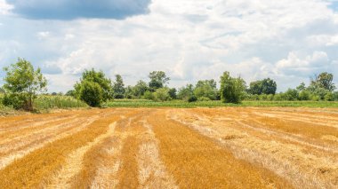 Alandan sonra buğday hasat