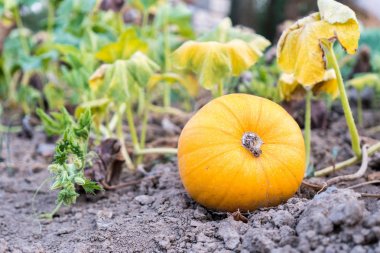 Bir olgun turuncu kabak çiçekleri büyümek asma Bahçe, Cucurbita pepo yapraklarda altında üzerinde