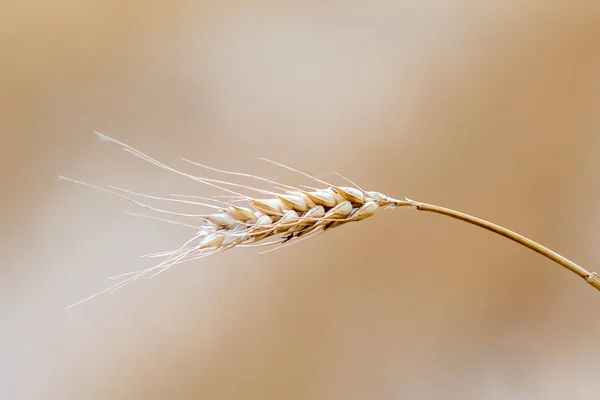 Ripe ear of wheat, Triticum — Stock Photo, Image