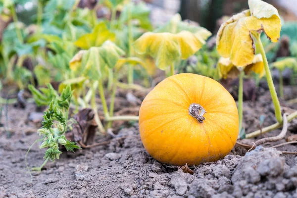 Bir olgun turuncu kabak çiçekleri büyümek asma Bahçe, Cucurbita pepo yapraklarda altında üzerinde