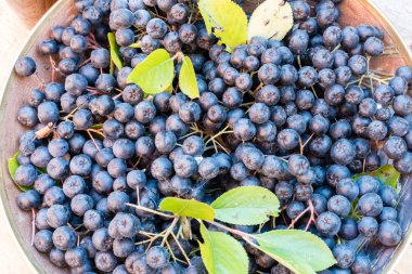 Olgun siyah chokeberry (Aronia melanocarpa) tencerede yapraklarla closeup