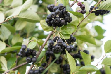 Aronia melanocarpa (siyah chokeberry) olgun meyveleri ağaç üzerinde