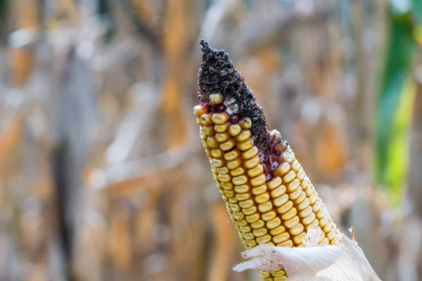 Doença e bolor na orelha madura de milho dourado no campo, close-up, macro — Fotografia de Stock