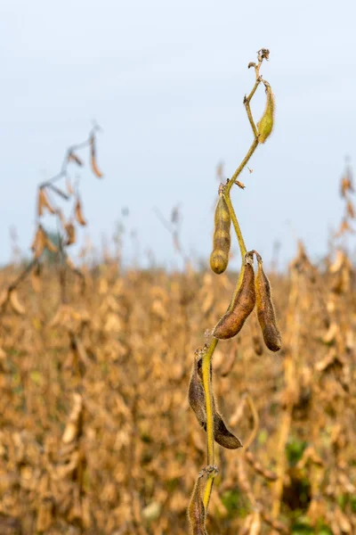 Campo de soja e perto de plantas de soja orgânica maduras prontas para a colheita. Agricultura de soja . — Fotografia de Stock