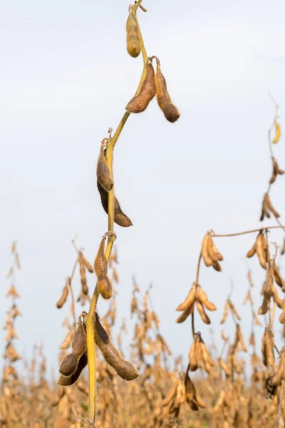 Plantas de soja cultivadas orgânicas maduras closeup, culturas agrícolas — Fotografia de Stock