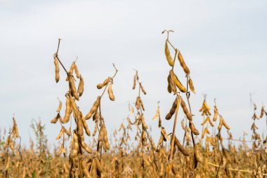 Olgun organik soya bakla closeup, tarımsal ürün ekili
