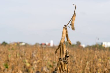 Soya alan ve olgun organik soya bitkiler hasat için hazır yakın. Soya tarım.