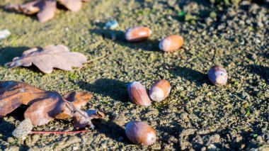 Olgun meşe palamudu veya meşe fındık ve kuru yerde, closeup bırakır