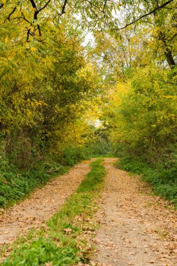 Sonbahar orman ve alanları aracılığıyla yol. Arka plan.