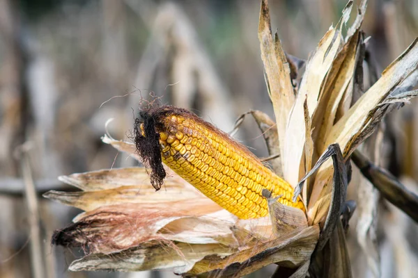 Orelha Madura Milho Milho Caule Pronto Para Colheita Zea Mays — Fotografia de Stock