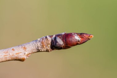 elma kök, aşırı closeup makro üzerinde uyuyan tomurcuk