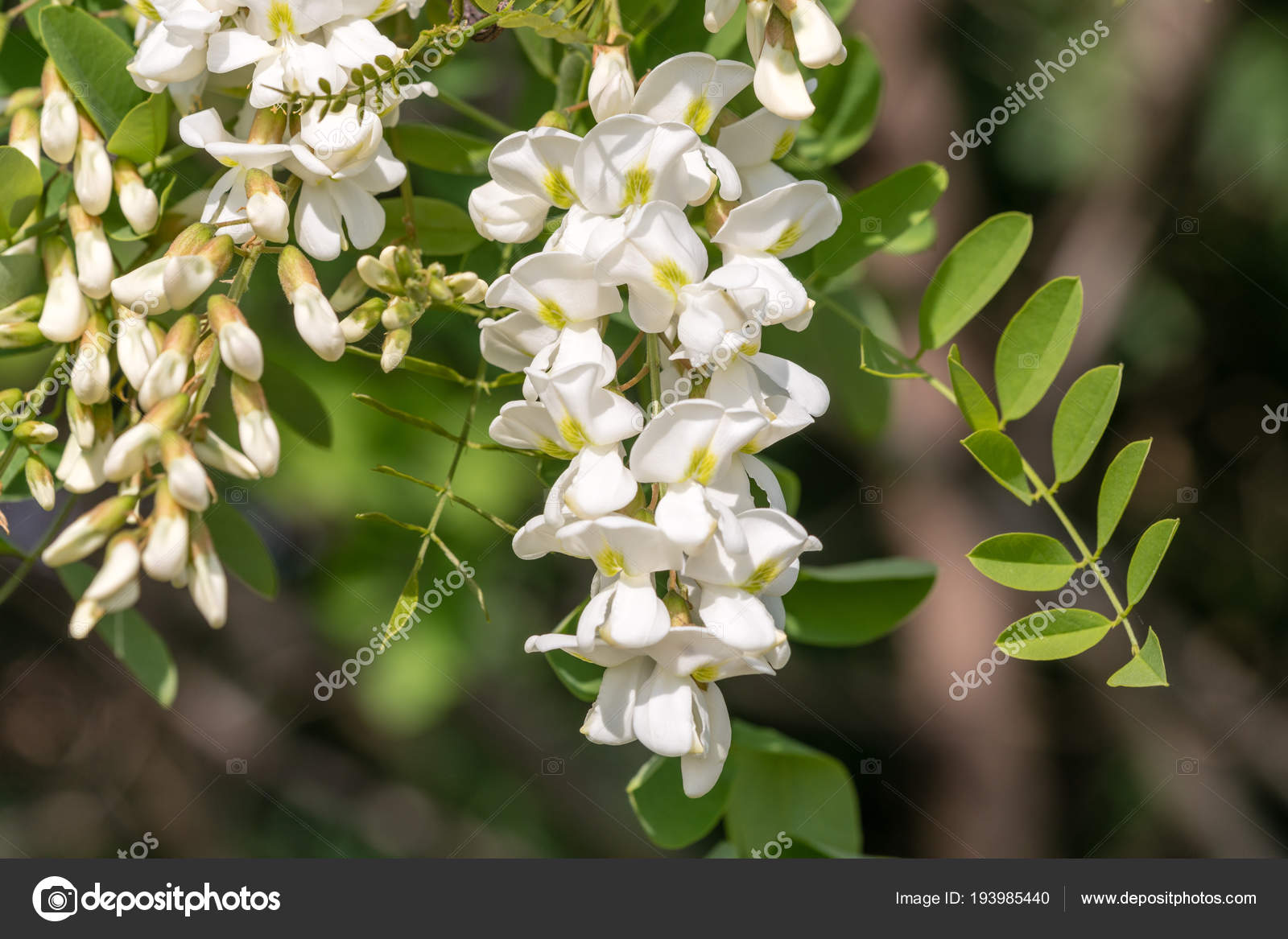 Branches Flowers Black Locust Robinia Pseudoacacia Closeup Macro Stock Photo By C 2ban Branches Flowers Black Locust Robinia Pseudoacacia Closeup Macro Stock Photo By C 2ban