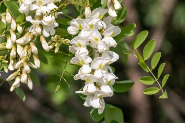 Şube ve siyah akasya (Robinia pseudoacacia) çiçekler. Portre, makro.
